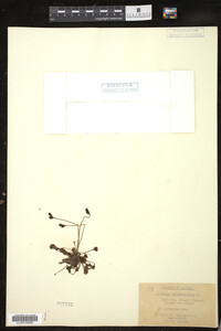 Drosera rotundifolia image