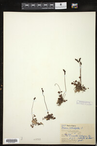 Drosera rotundifolia image