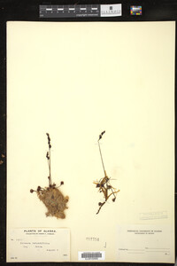 Drosera rotundifolia image