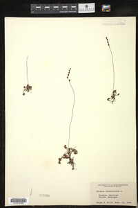 Drosera rotundifolia image