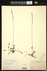 Drosera rotundifolia image