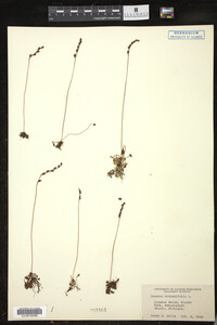 Drosera rotundifolia image