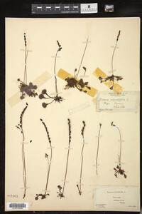 Drosera rotundifolia image