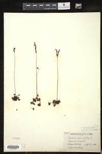 Drosera rotundifolia image