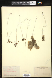 Drosera rotundifolia image