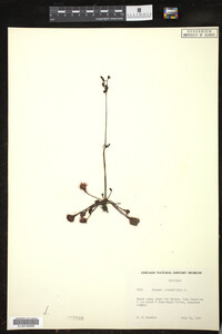 Drosera rotundifolia image