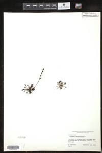 Drosera rotundifolia image