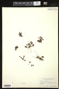 Drosera rotundifolia image