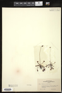 Drosera rotundifolia image