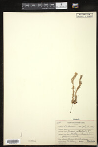 Drosera rotundifolia image