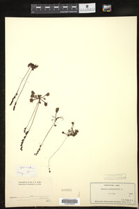 Drosera rotundifolia image