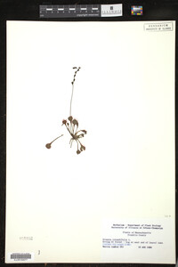 Drosera rotundifolia image