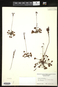 Drosera rotundifolia image