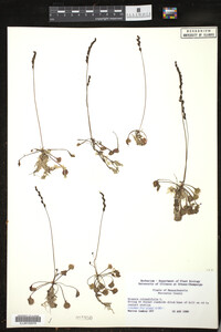 Drosera rotundifolia image