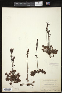 Drosera rotundifolia image
