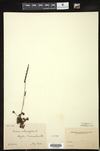 Drosera rotundifolia image