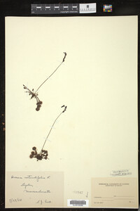 Drosera rotundifolia image