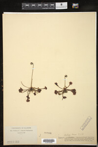 Drosera rotundifolia image