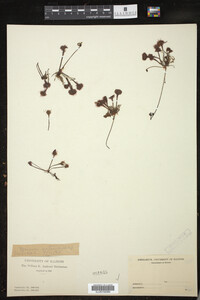Drosera rotundifolia image