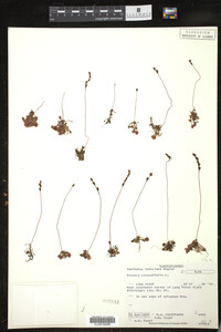 Drosera rotundifolia image