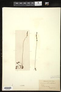 Drosera rotundifolia image