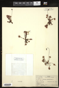 Drosera rotundifolia image