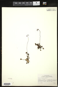 Drosera rotundifolia image