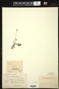 Drosera rotundifolia image