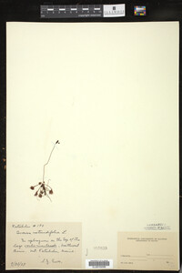 Drosera rotundifolia image