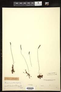 Drosera rotundifolia image