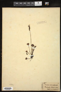 Drosera rotundifolia image