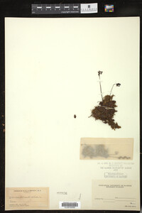 Drosera rotundifolia image
