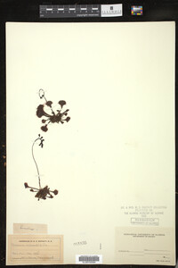 Drosera rotundifolia image