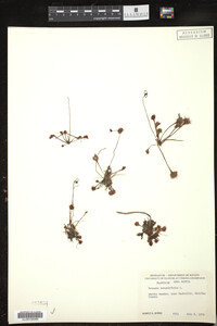 Drosera rotundifolia image