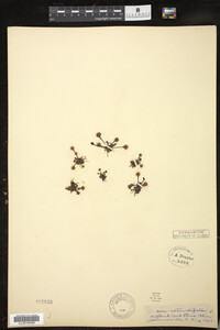 Drosera rotundifolia image