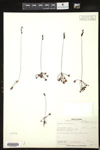 Drosera rotundifolia image