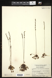 Drosera rotundifolia image