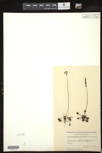 Drosera rotundifolia image