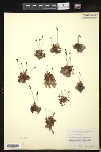 Drosera rotundifolia image
