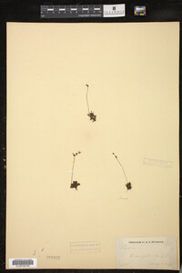 Drosera rotundifolia image