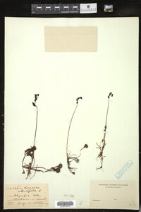 Drosera rotundifolia image