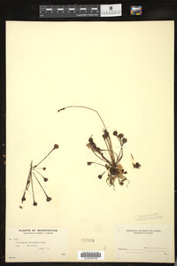 Drosera rotundifolia image