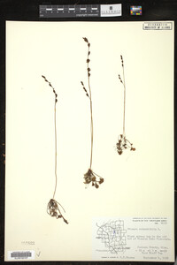 Drosera rotundifolia image