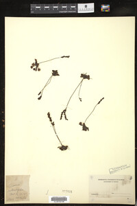 Drosera rotundifolia image