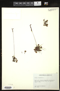 Drosera rotundifolia image