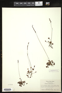 Drosera rotundifolia image
