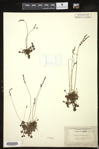 Drosera rotundifolia image