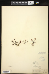 Drosera rotundifolia image