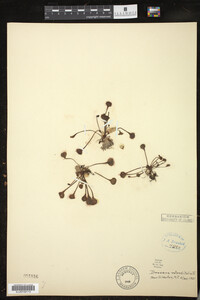 Drosera rotundifolia image