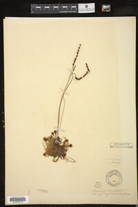 Drosera rotundifolia image